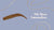 Brow Lamination